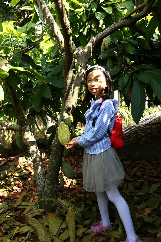 集集景點一日遊-秋水緣影雕工作室-可可樹結果了