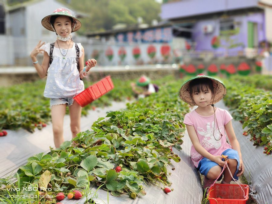 苗栗大湖景點-來來牛奶草莓園