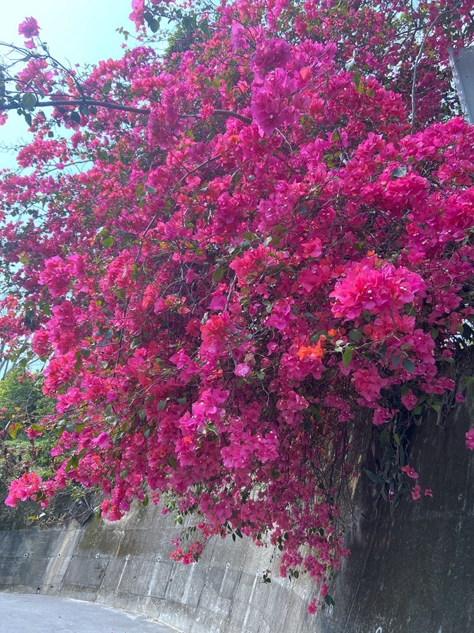 新竹景點-峨眉湖步道