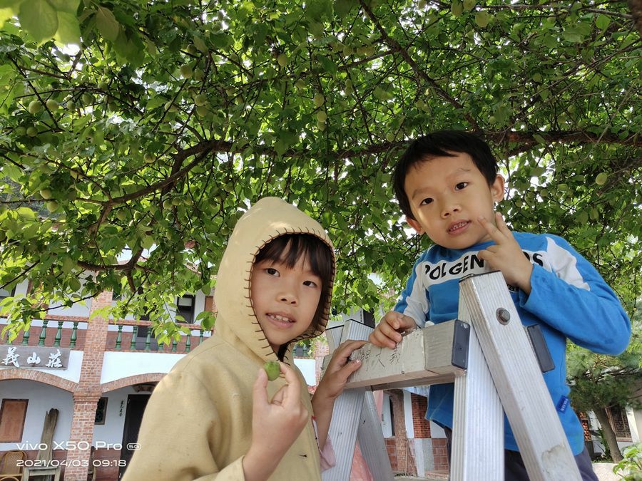 新竹住宿-梅門大義山莊-採梅子