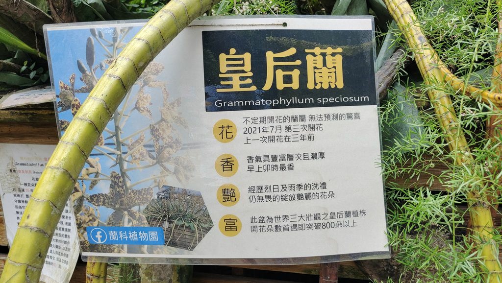 蘭科植物園&附設幸福花園餐廳-皇后蘭