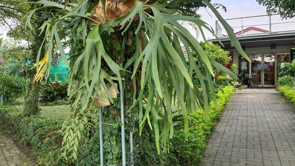 蘭科植物園&附設幸福花園餐廳-鹿角蕨