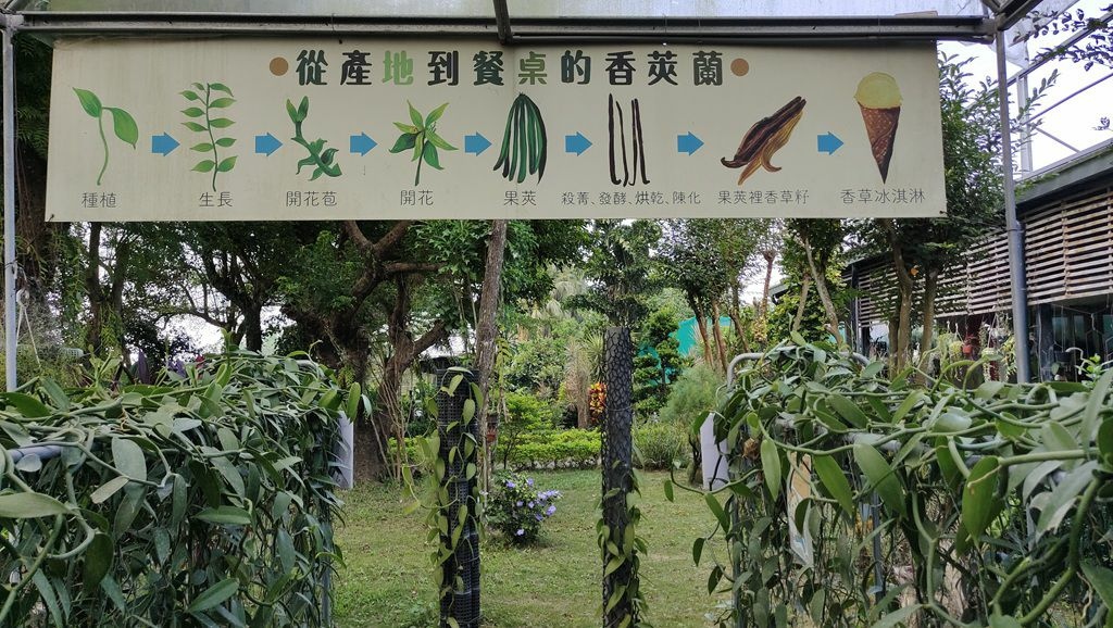 蘭科植物園&附設幸福花園餐廳-香莢蘭栽培區