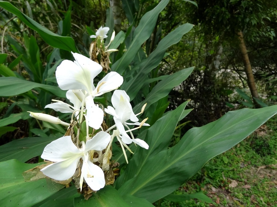 溪頭景觀餐廳-竹亭咖啡的植物-野薑花 溪頭景觀餐廳-竹亭咖啡的植物-野薑花