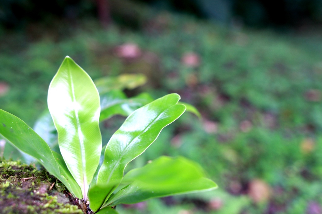 溪頭景觀餐廳-竹亭咖啡的植物 溪頭景觀餐廳-竹亭咖啡的植物