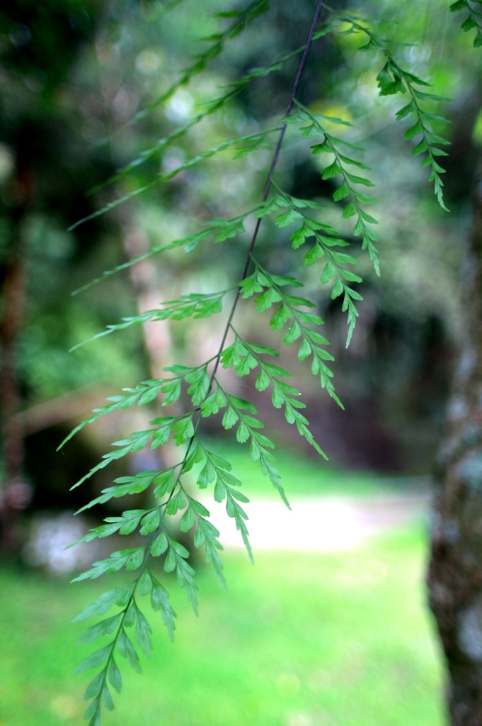 溪頭景觀餐廳-竹亭咖啡的植物 溪頭景觀餐廳-竹亭咖啡的植物