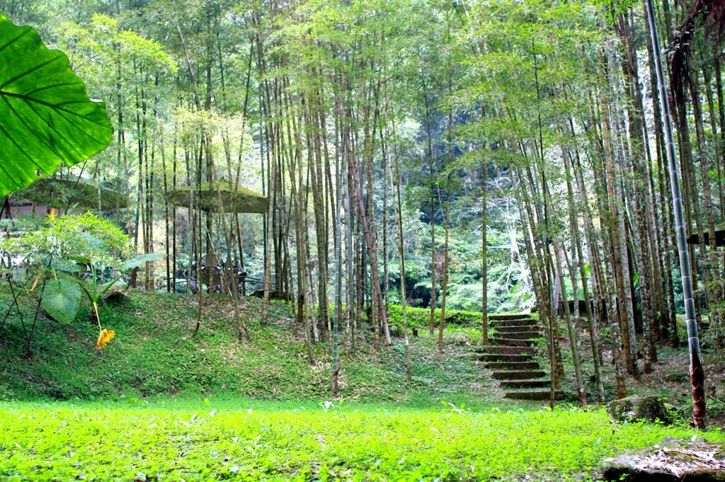 溪頭景觀餐廳-竹亭咖啡-竹林景觀 溪頭景觀餐廳-竹亭咖啡-竹林景觀