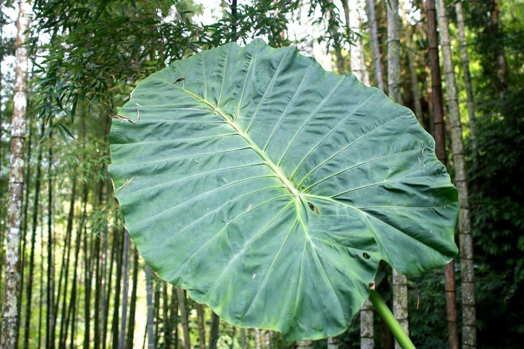 溪頭景觀餐廳-竹亭咖啡的植物-姑婆芋