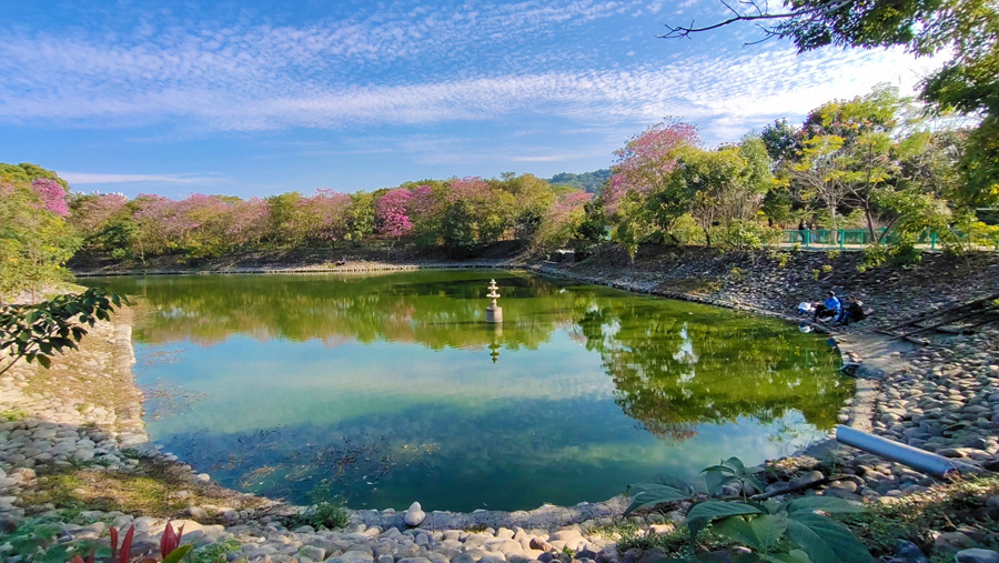 草屯植物園-水塘周邊櫻花盛開