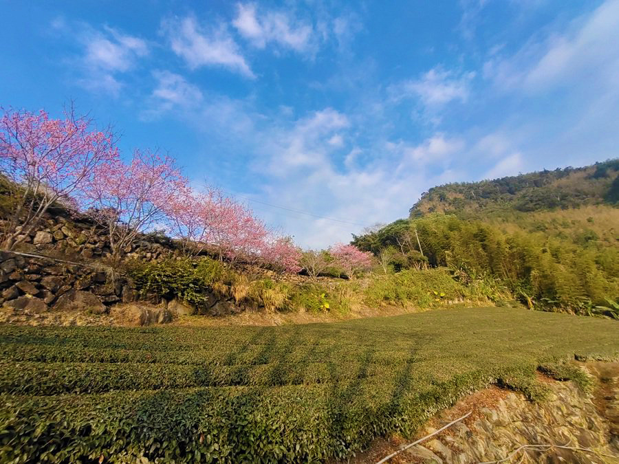 阿里山素食包棟-明心園民宿