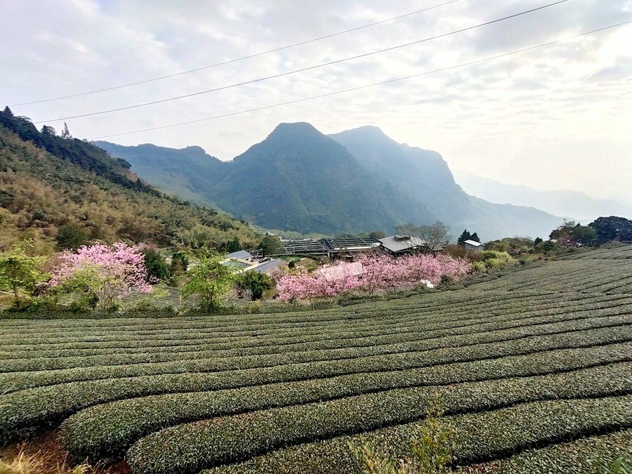 阿里山素食包棟-明心園民宿