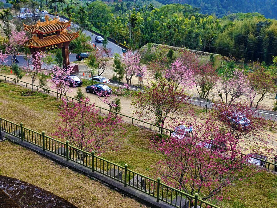 嘉義阿里山彌陀禪寺賞櫻與參拜三寶佛