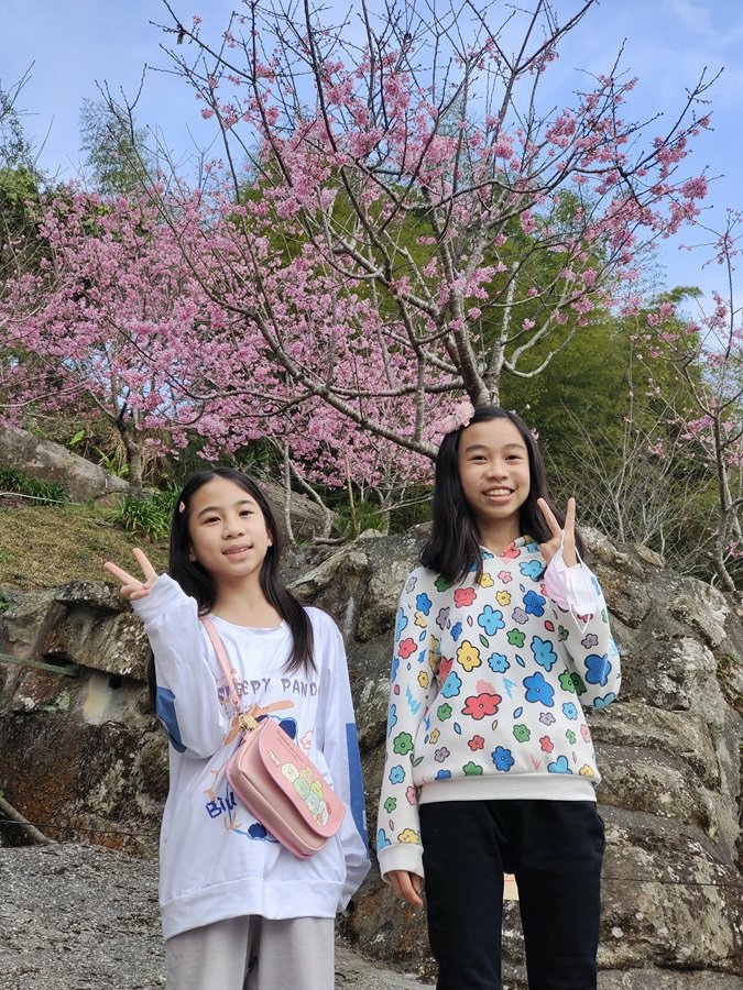 嘉義阿里山彌陀禪寺賞櫻與參拜三寶佛 嘉義阿里山彌陀禪寺賞櫻與參拜三寶佛