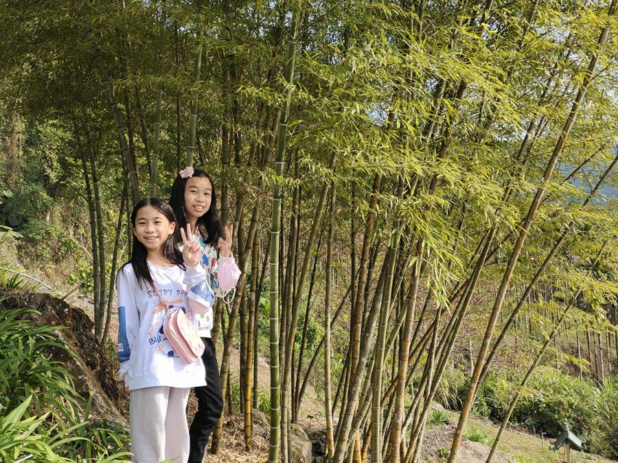 嘉義阿里山彌陀禪寺賞櫻與參拜三寶佛 嘉義阿里山彌陀禪寺賞櫻與參拜三寶佛