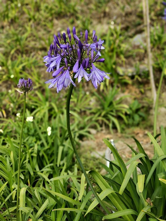 嘉義阿里山彌陀禪寺賞櫻與參拜三寶佛 嘉義阿里山彌陀禪寺賞櫻與參拜三寶佛