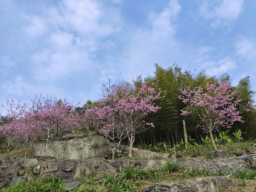 嘉義阿里山彌陀禪寺賞櫻與參拜三寶佛