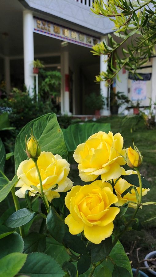 阿里山慕噶納娜民宿-庭園花卉