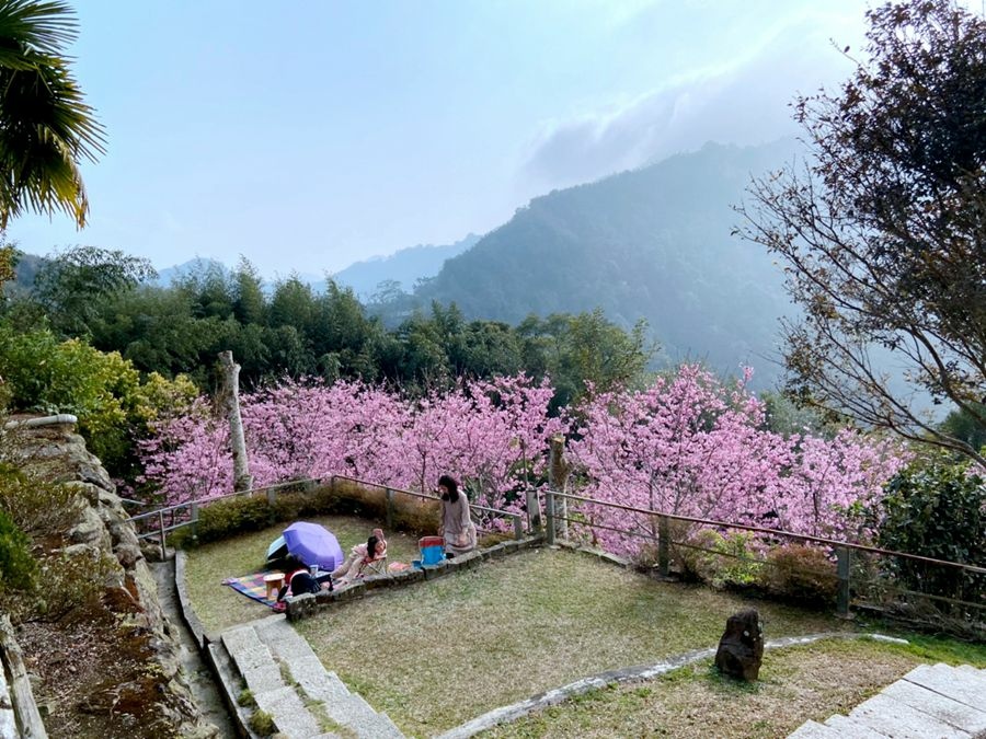阿里山雲景露營區-夕陽雲海宛若仙境美景,阿里山林深深森呼吸.