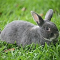 Bunny004.jpg