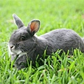 Bunny005.jpg