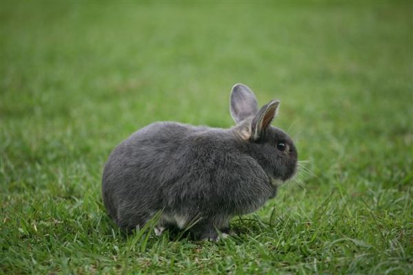 Bunny009.jpg