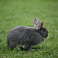 Bunny009.jpg