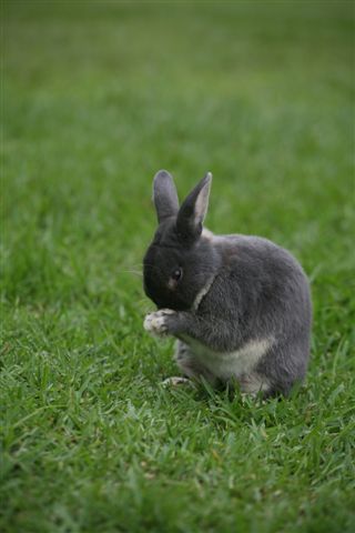 Bunny013.jpg