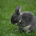 Bunny014.jpg