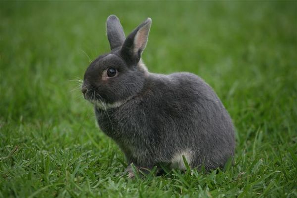 Bunny016.jpg