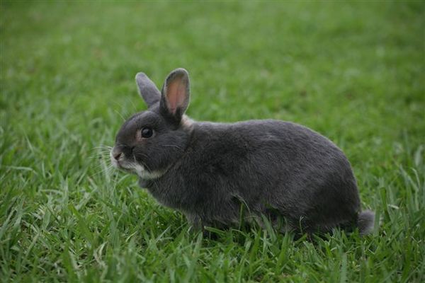 Bunny018.jpg