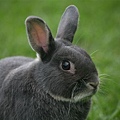 Bunny024.jpg