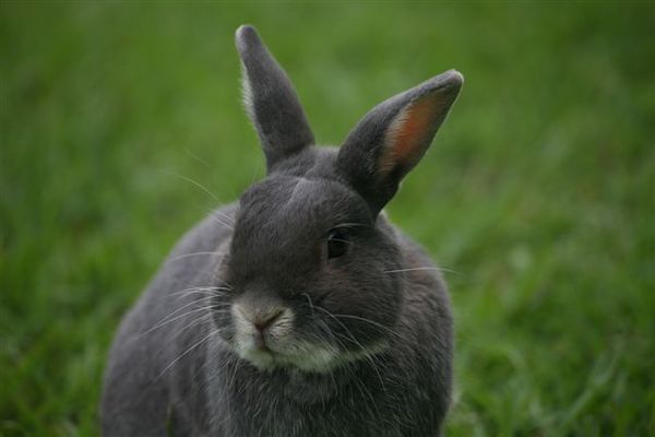 Bunny026.jpg