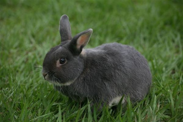 Bunny028.jpg