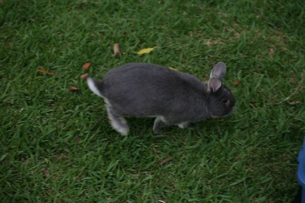 Bunny029.jpg