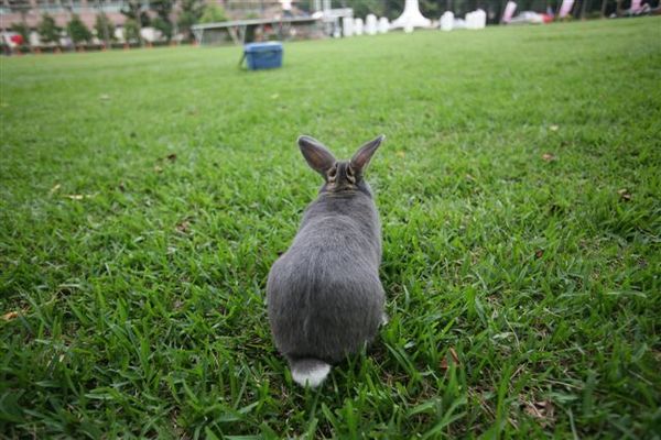 Bunny034.jpg