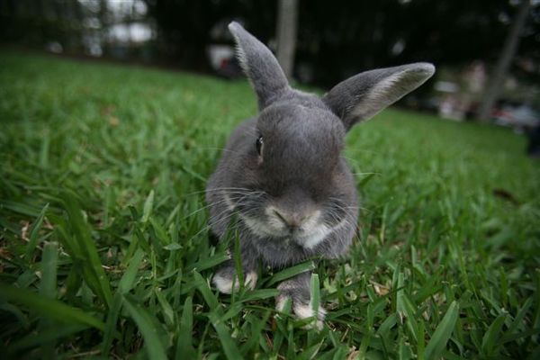 Bunny036.jpg