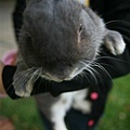 Bunny039.jpg