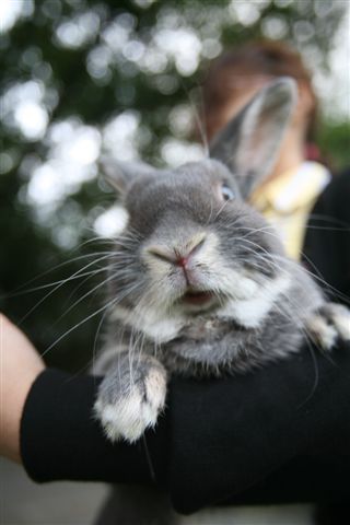 Bunny051.jpg