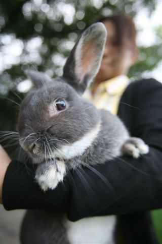 Bunny052.jpg