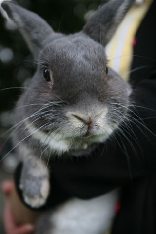 Bunny060.jpg