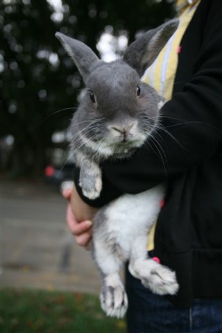 Bunny061.jpg