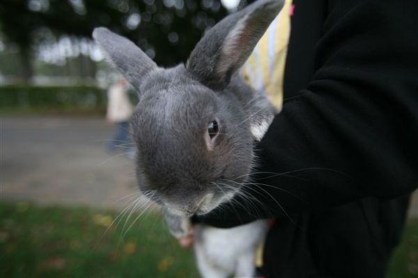 Bunny062.jpg