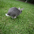Bunny070.jpg