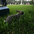 Bunny074.jpg