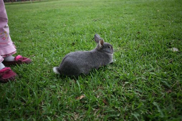 Bunny078.jpg