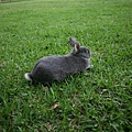 Bunny078.jpg