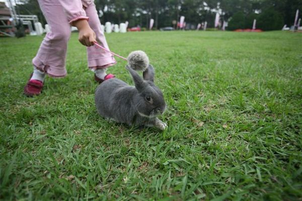 Bunny081.jpg