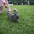 Bunny081.jpg