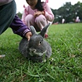 Bunny085.jpg