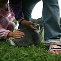 Bunny091.jpg